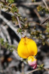Aspalathus retroflexa bicolor
