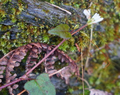 Persicaria pilushanensis