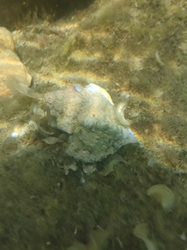 Hexaplex trunculus