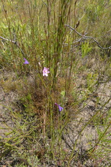 Ixia stricta