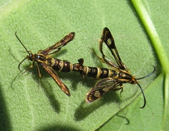 Chamaesphecia empiformis