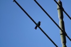 Chlorostilbon assimilis