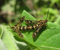 Chamaesphecia empiformis