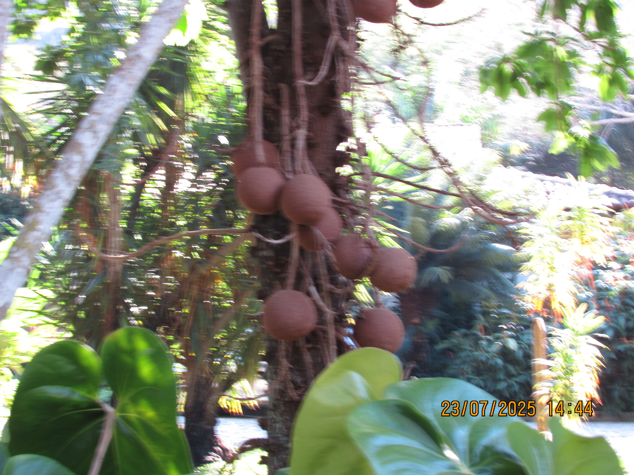 Couroupita guianensis