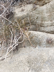 Kalanchoe delagoensis