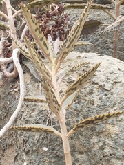 Kalanchoe delagoensis
