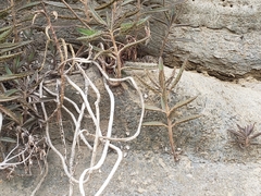 Kalanchoe delagoensis