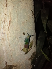 Saiva transversolineata