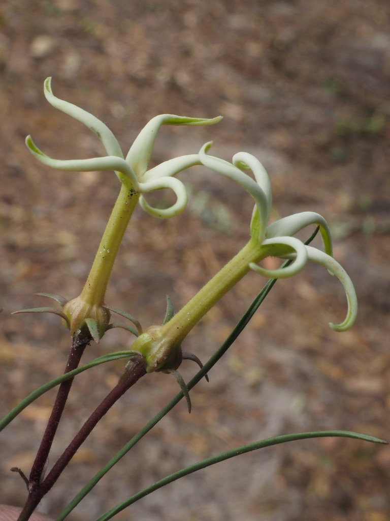 Angolan Starjasmine