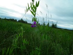 Lathyrus palustris pilosus