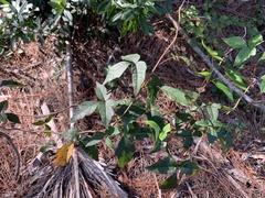 Toxicodendron radicans image