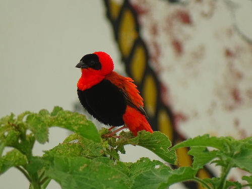 Northern Red Bishop