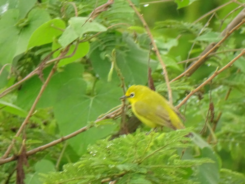 Northern Yellow White-eye