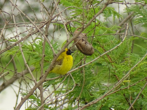Little Weaver