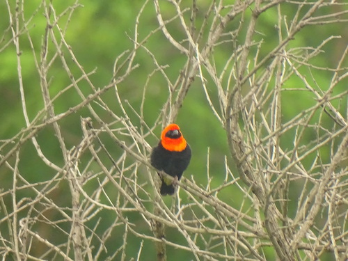 Black-winged Bishop