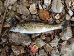 Micropterus henshalli