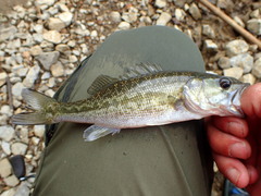 Micropterus henshalli