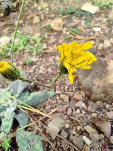 Maryland hawkweed (Hieracium compositum)