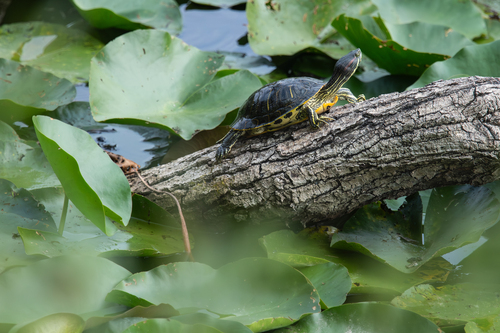 Trachemys scripta elegans
