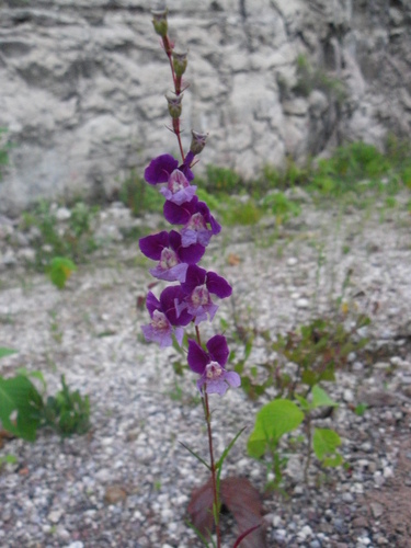 Cuphea lanceolata, photograph 2