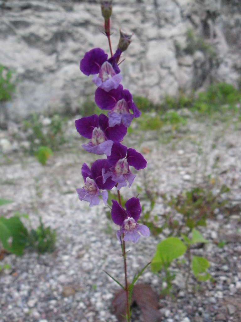 Cigar Flower (Cuphea lanceolata)