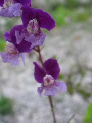 Cuphea lanceolata, photograph 3