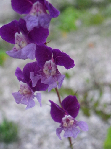 Cuphea lanceolata, photograph 4