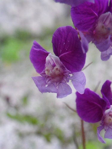Cuphea lanceolata, photograph 5