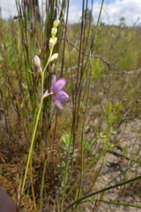 Ixia stricta