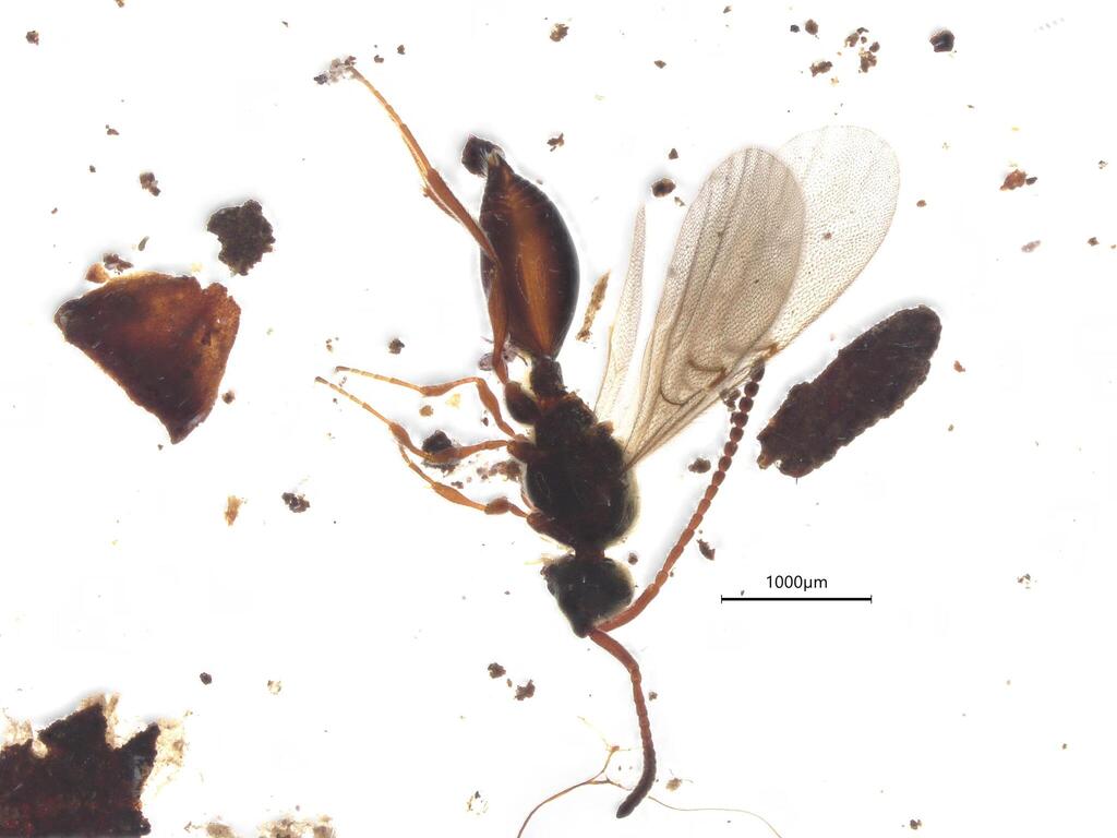 Psilomma
