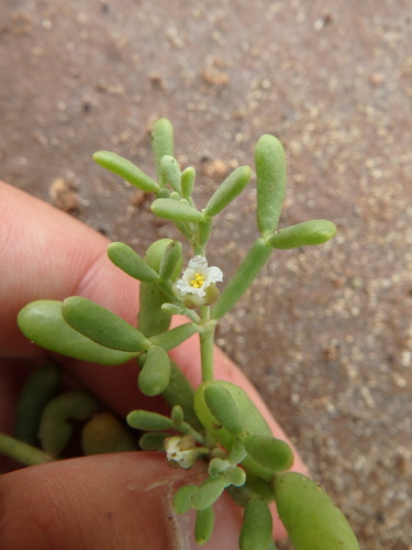 Tetraena gaetula image