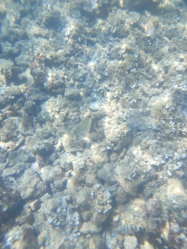 Diplodus puntazzo