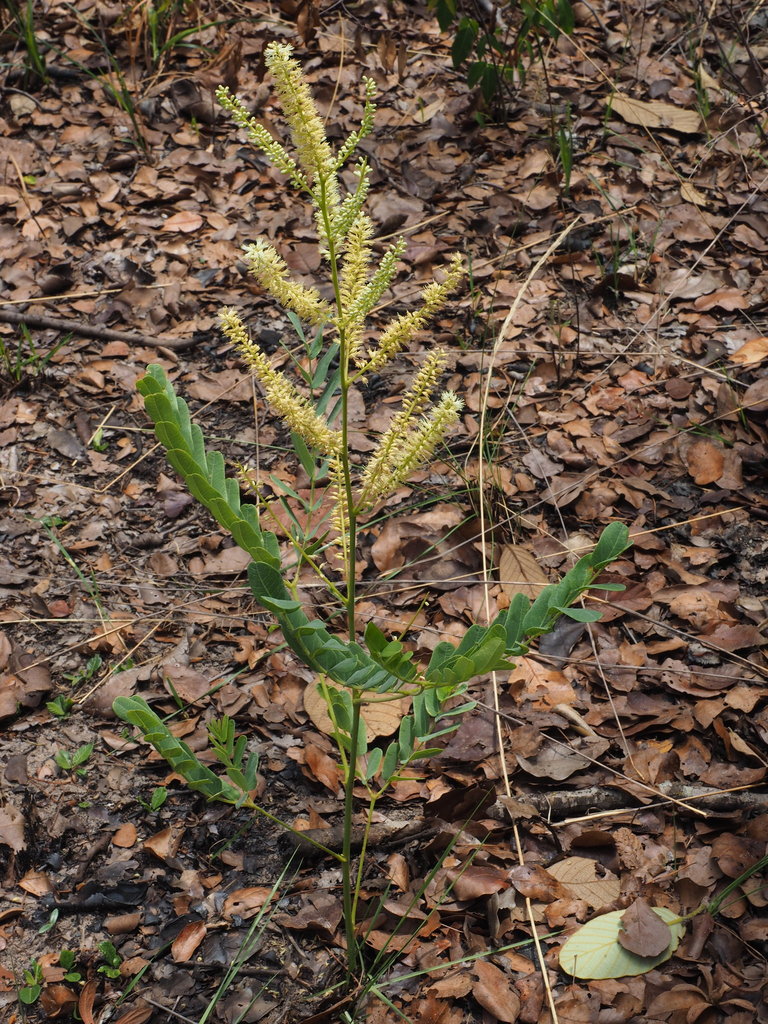 Entada arenaria
