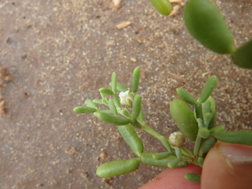 Tetraena gaetula subsp. waterlotii image