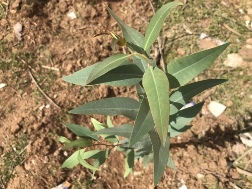 River Red Gum