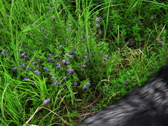 Scutellaria yezoensis