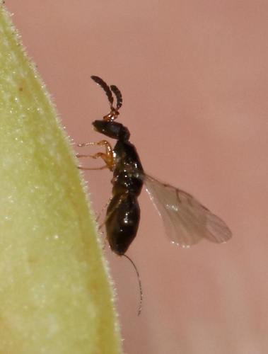 Representative image of Agaonidae