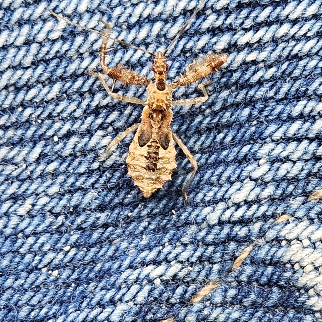Spiny Assassin Bug in August 2025 by Christopher Evans · iNaturalist
