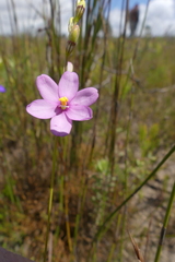 Ixia stricta