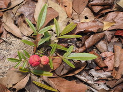 Trichilia quadrivalvis