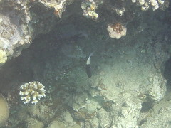 Pycnochromis dimidiatus
