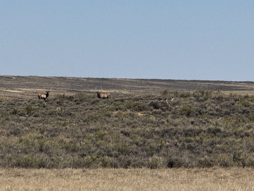 American Elk