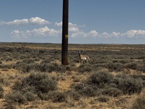 American Pronghorn