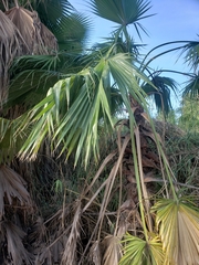 Washingtonia filifera
