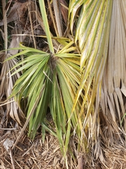 Washingtonia filifera
