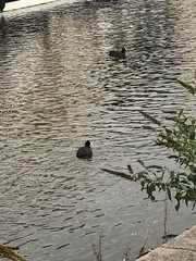 Fulica atra
