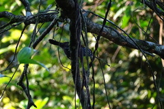 Cantorchilus semibadius