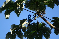 Cotinga ridgwayi
