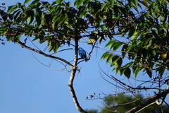 Cotinga ridgwayi