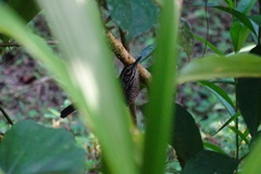 Cantorchilus semibadius